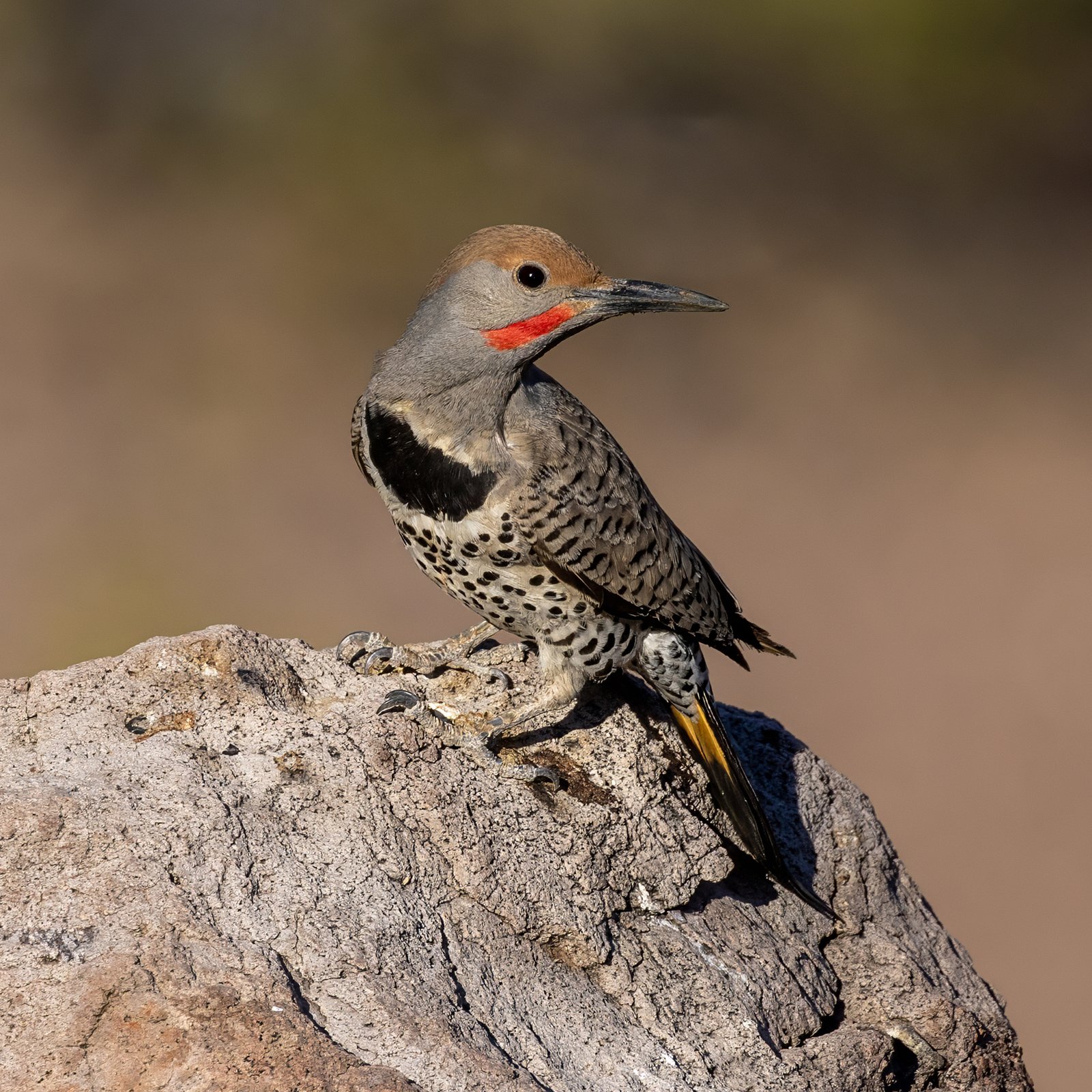 Geelvleugelgrondspecht (Colaptes chrysoides)