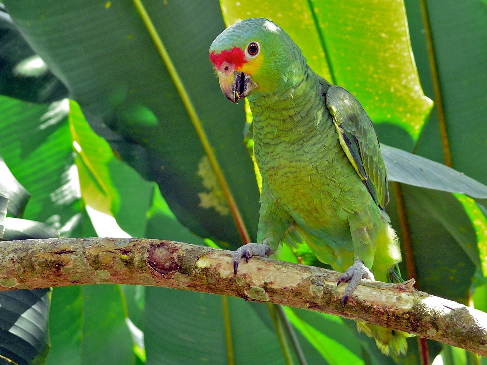 Geelwangamazone (Amazona autumnalis)