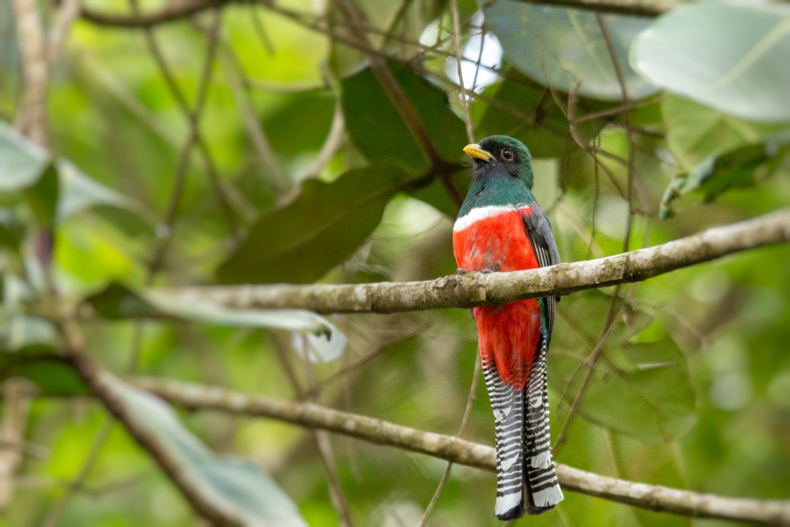 Gekraagde trogon (Trogon collaris)