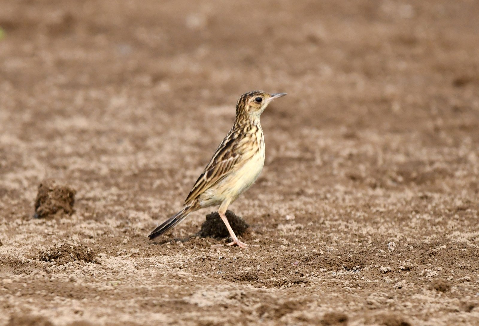 Gele pieper (Anthus chii)