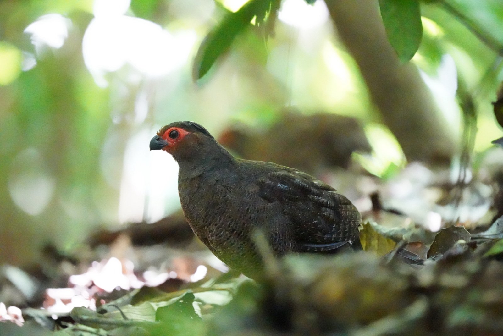 Gemarmerde tandkwartel (Odontophorus gujanensis)
