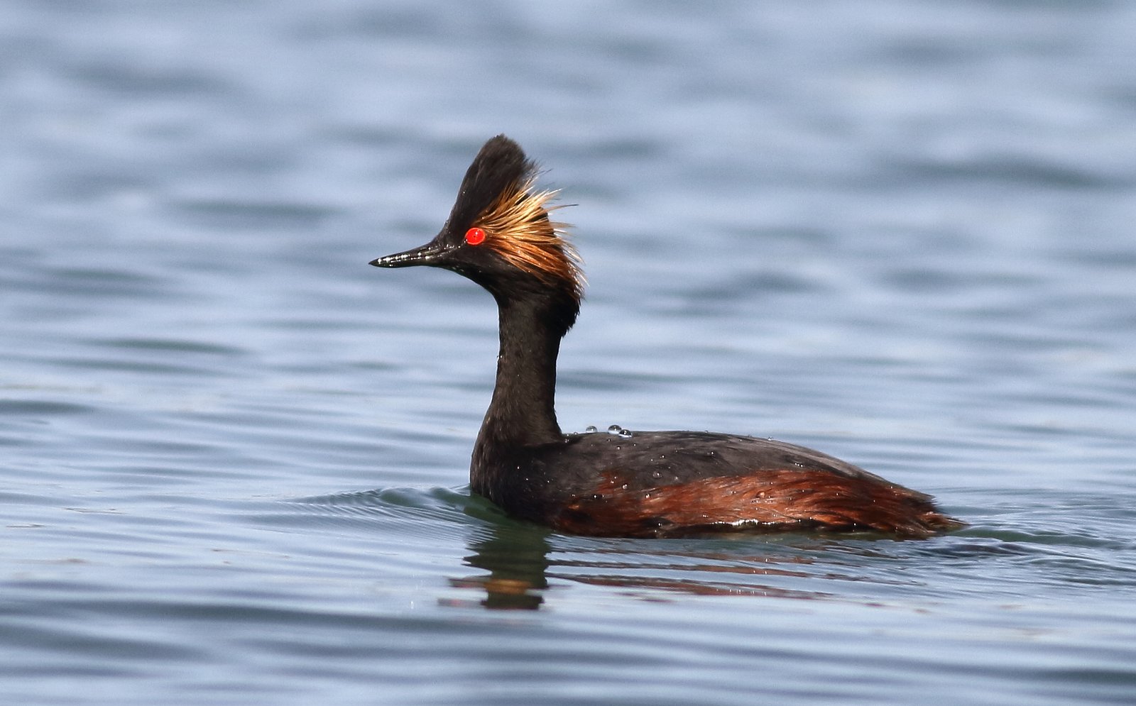 Geoorde fuut (Podiceps nigricollis)