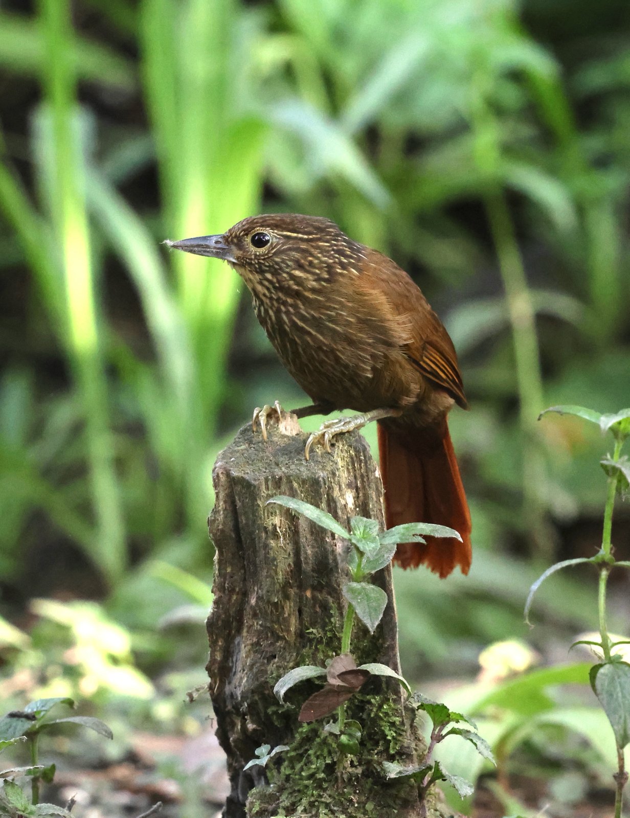 Gestreepte bladspeurder (Syndactyla subalaris)