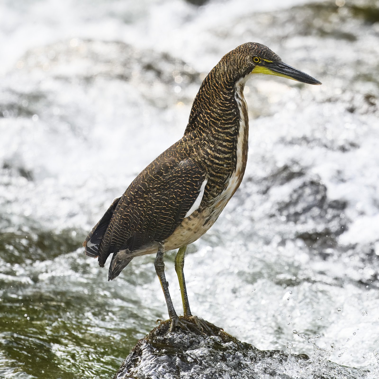 Gestreepte tijgerroerdomp (Tigrisoma fasciatum)