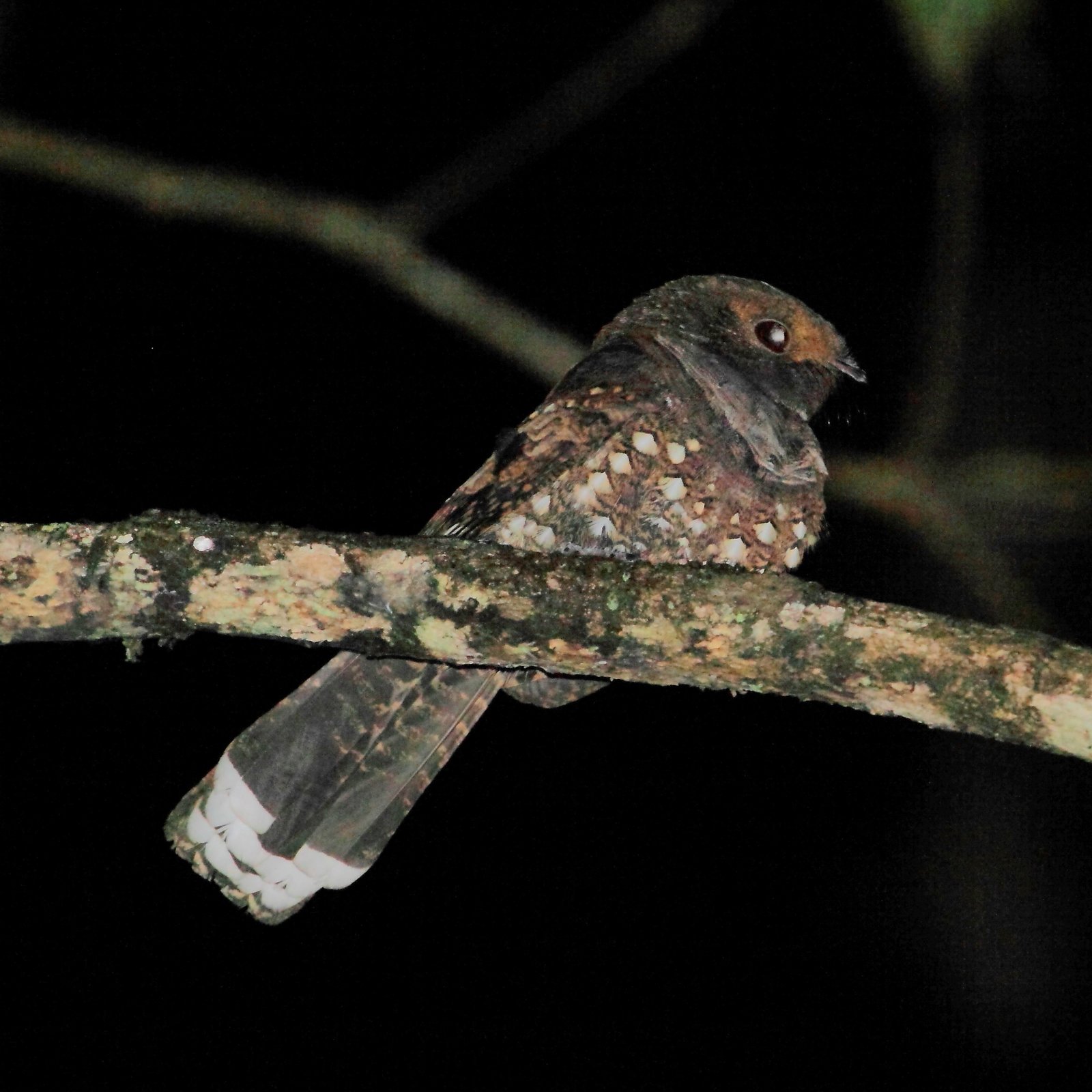 Gevlekte poorwill (Nyctiphrynus ocellatus)