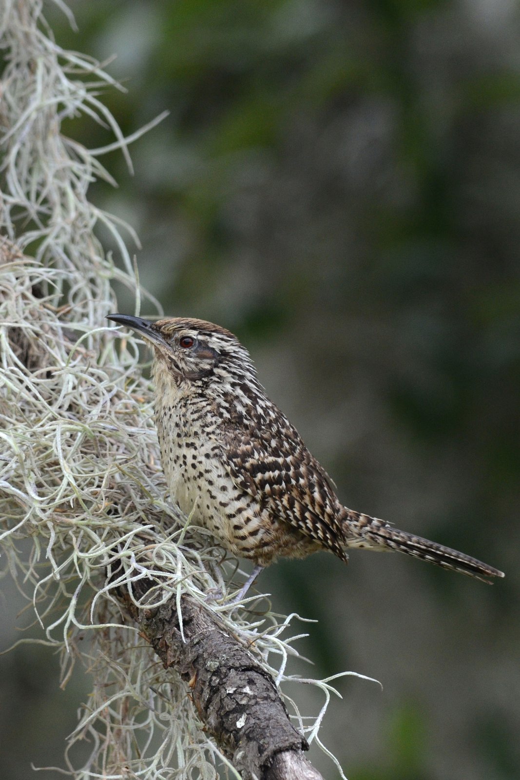 Gevlekte winterkoning (Campylorhynchus gularis)