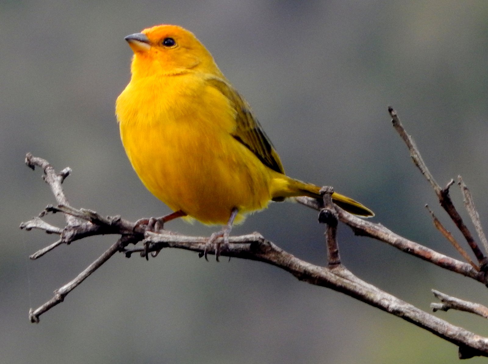Gewone saffraangors (Sicalis flaveola)