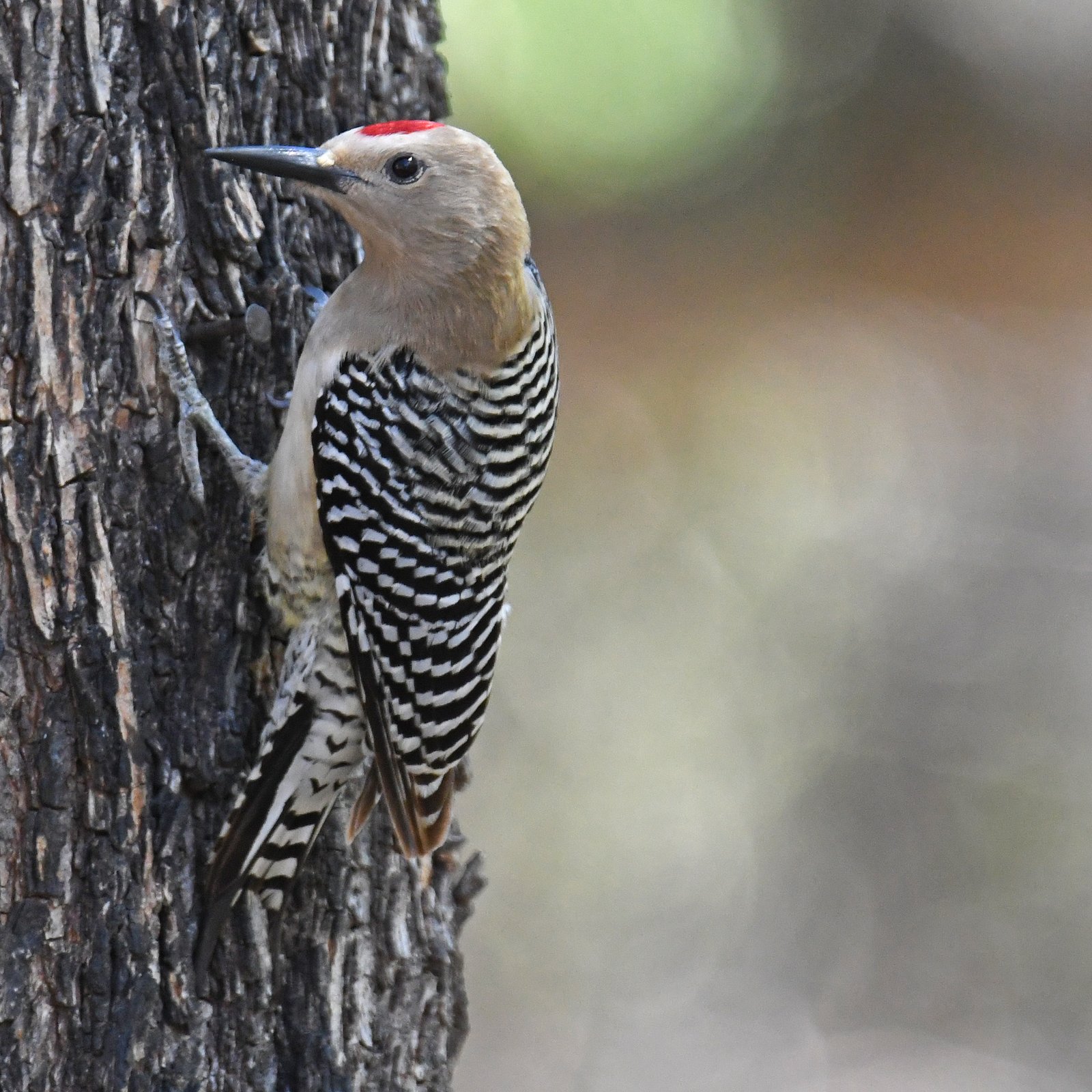 Gilaspecht (Melanerpes uropygialis)