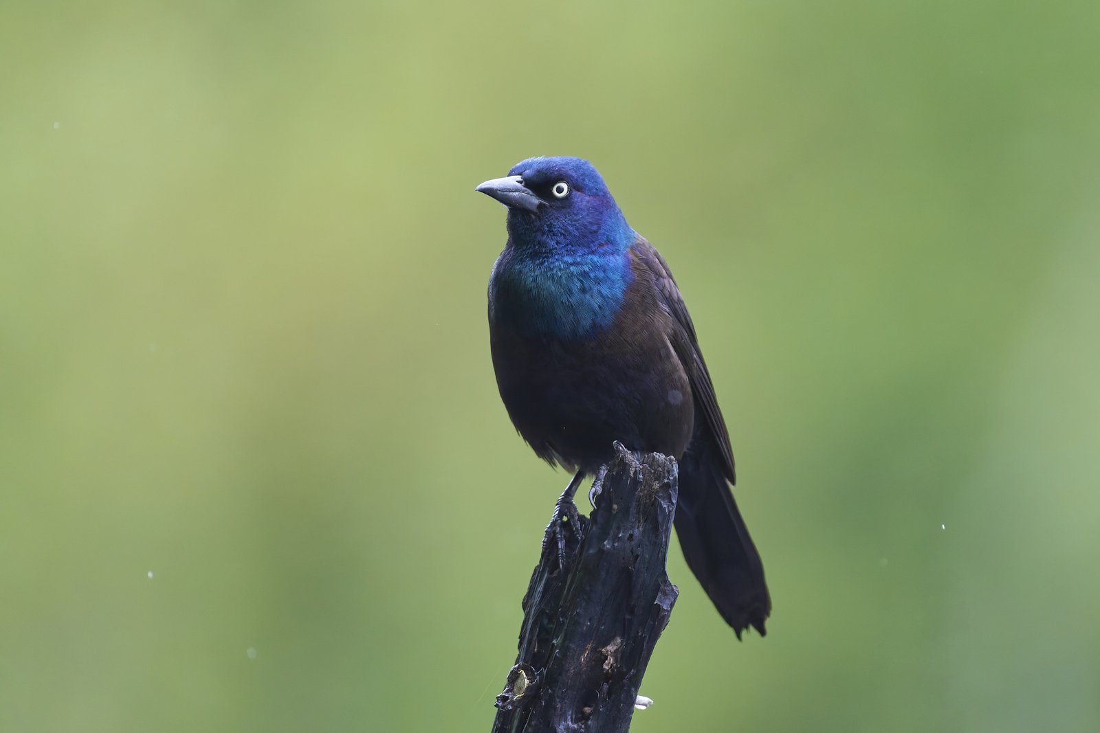 Glanstroepiaal (Quiscalus quiscula)