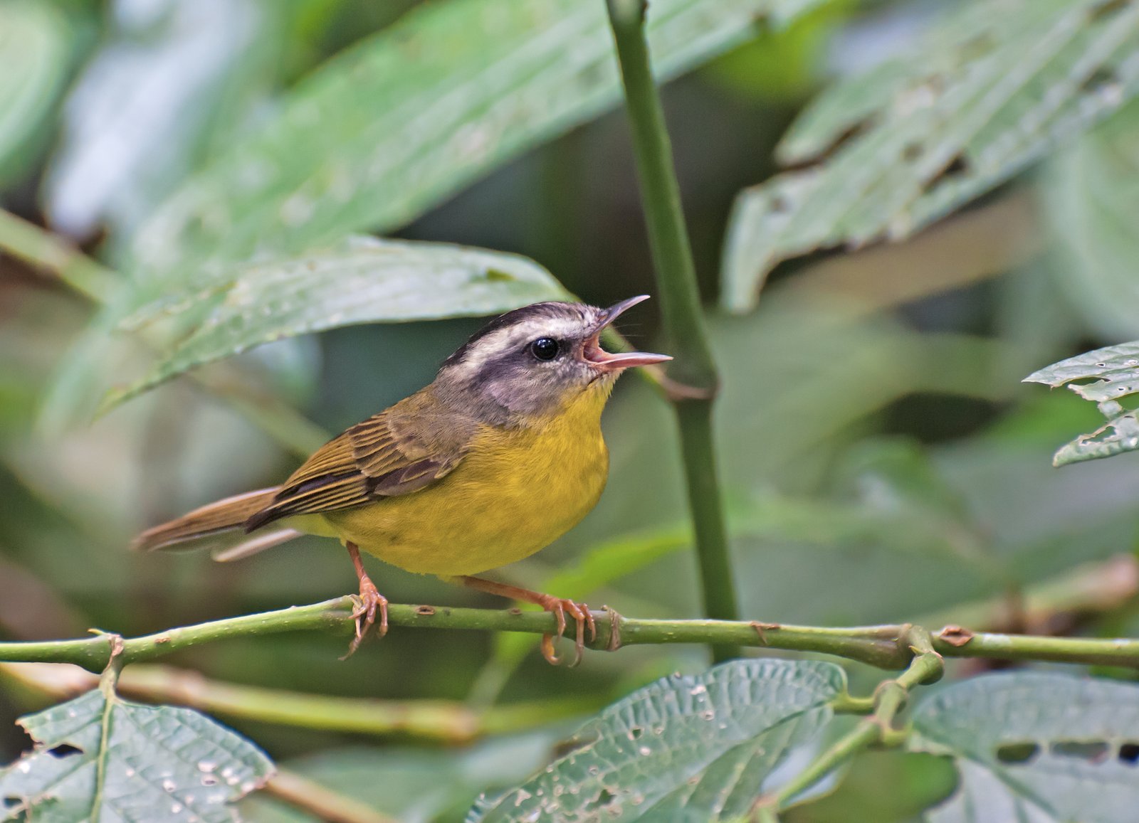 Goudhaanzanger (Basileuterus culicivorus)