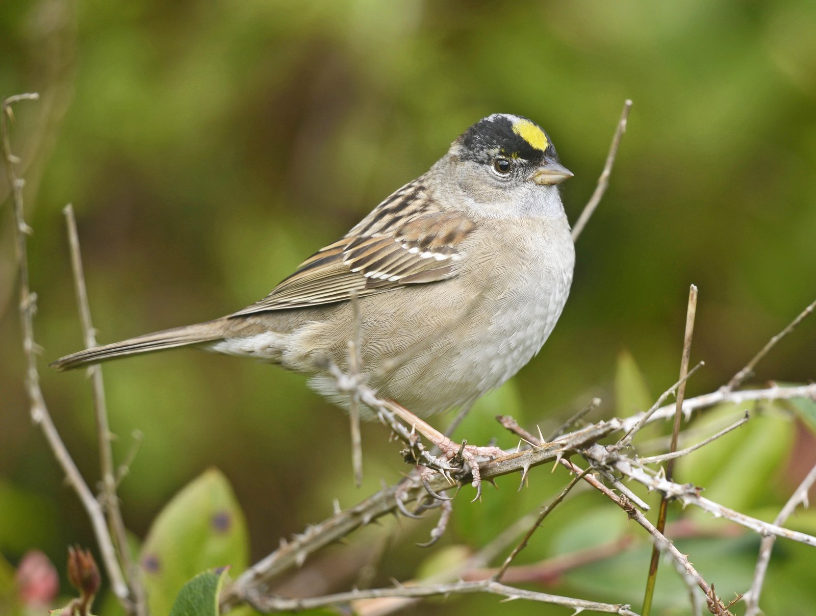 Goudkruingors (Zonotrichia atricapilla)
