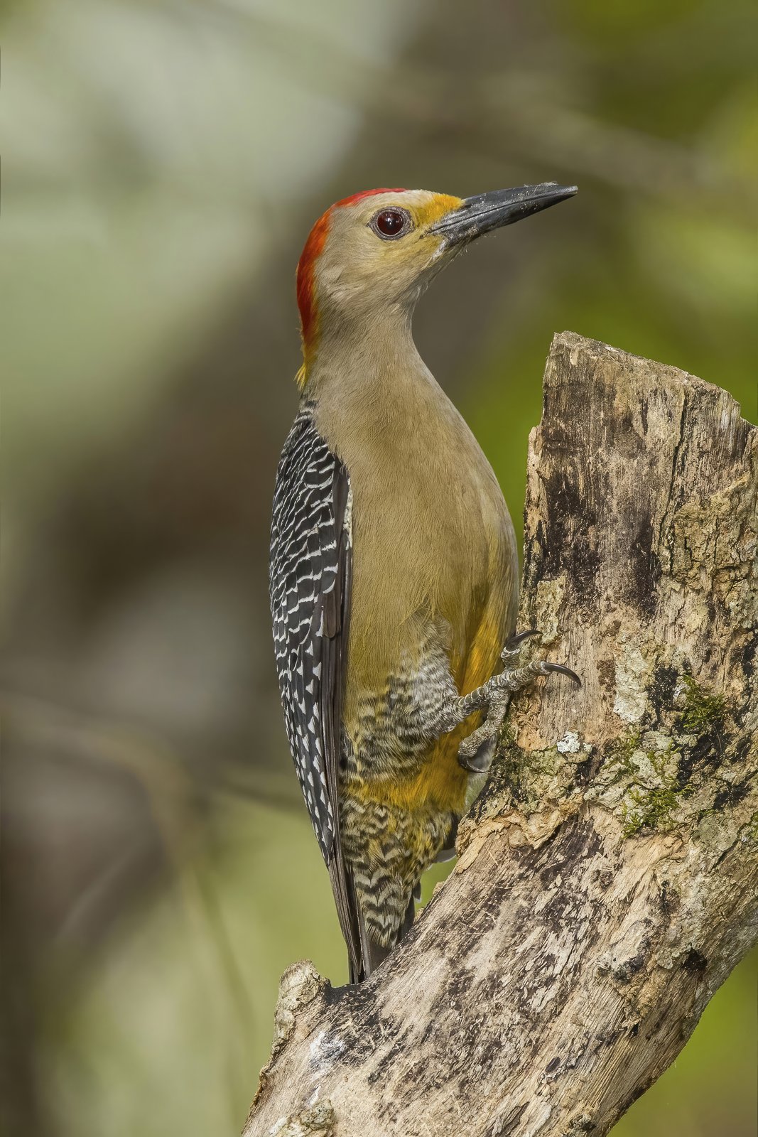 Goudvoorhoofdspecht (Melanerpes aurifrons)