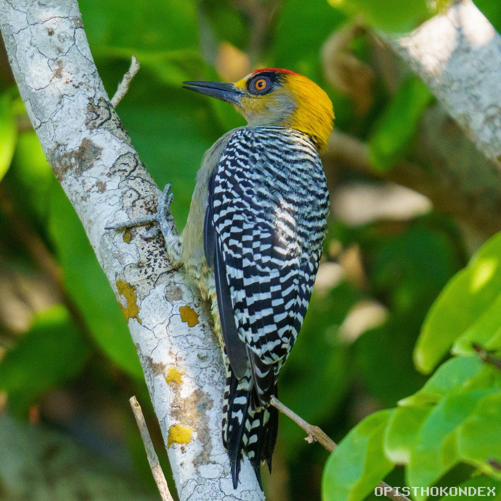 Goudwangspecht (Melanerpes chrysogenys)