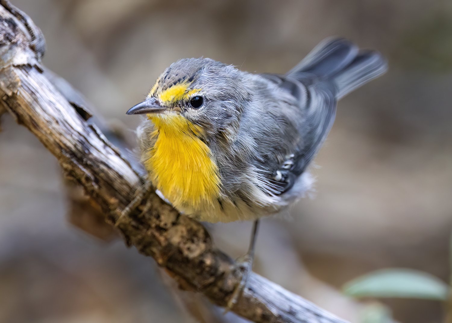 Grace' zanger (Setophaga graciae)