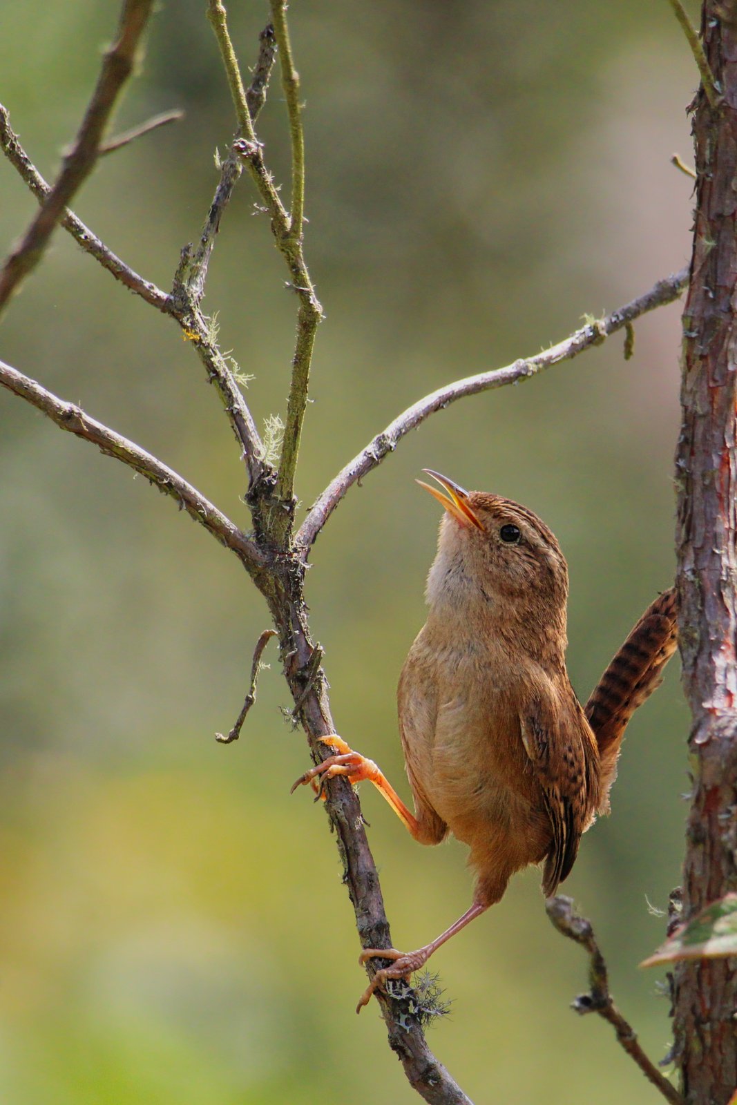 Graswinterkoning (Cistothorus platensis)