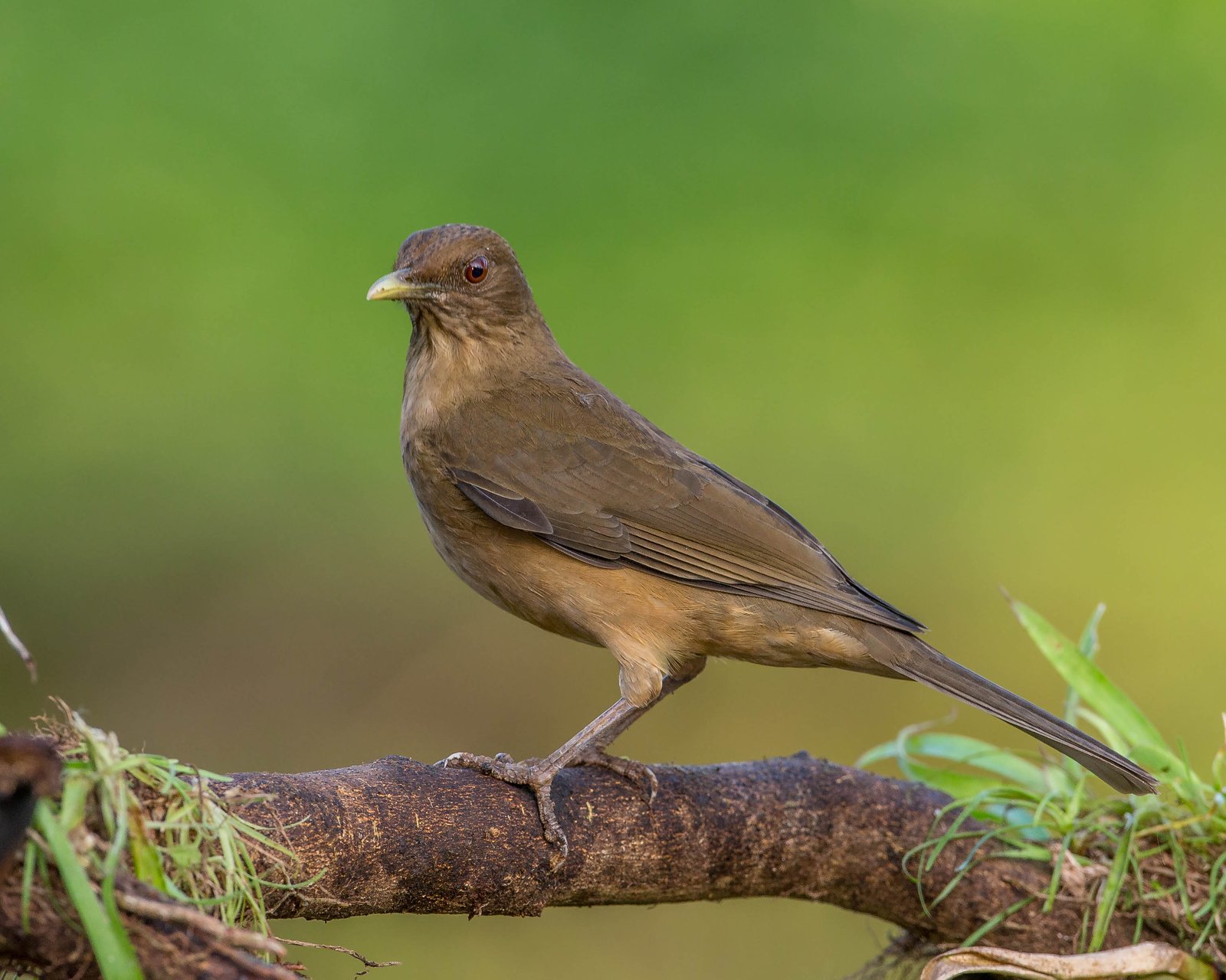Grays lijster (Turdus grayi)