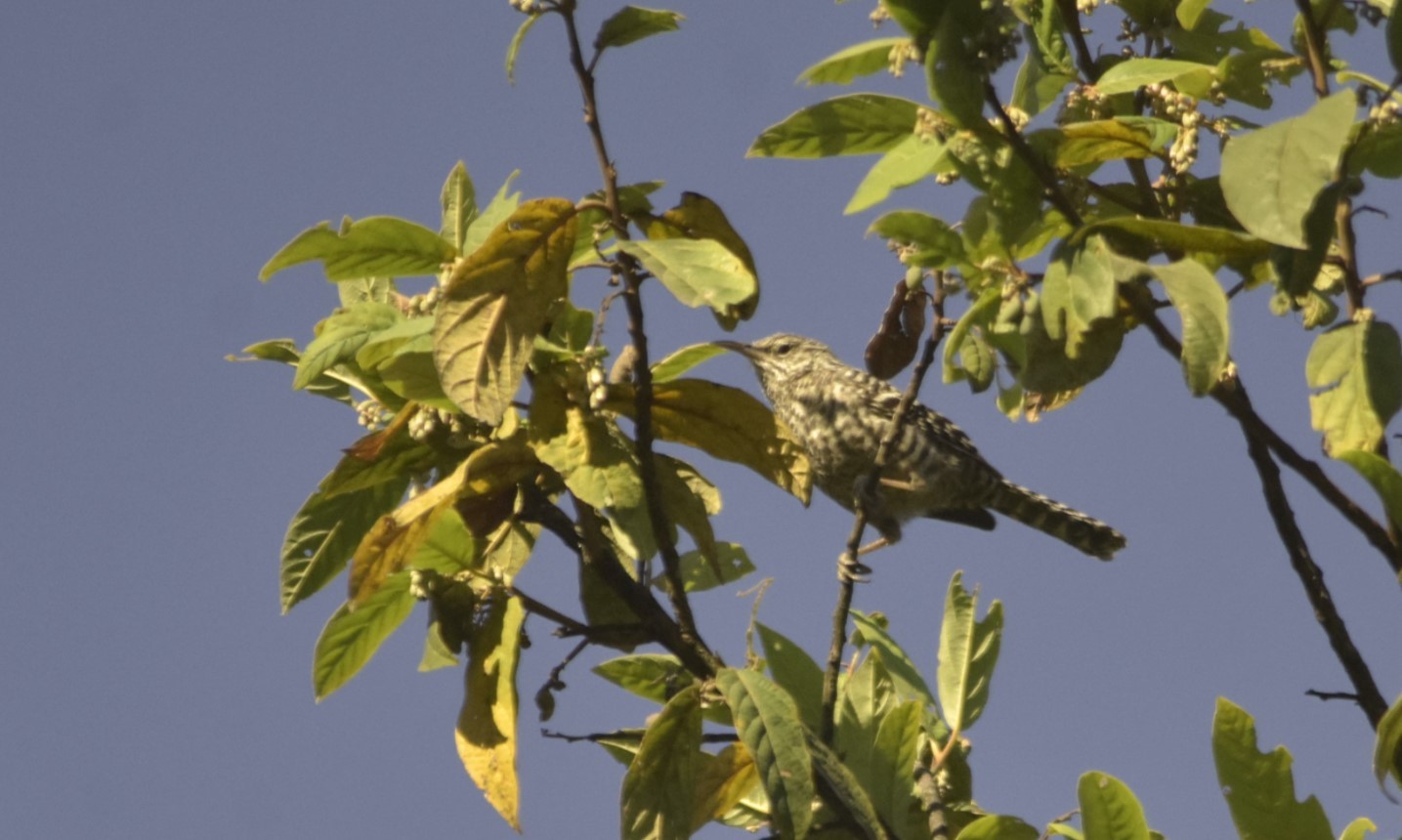 Grijsbandwinterkoning (Campylorhynchus megalopterus)