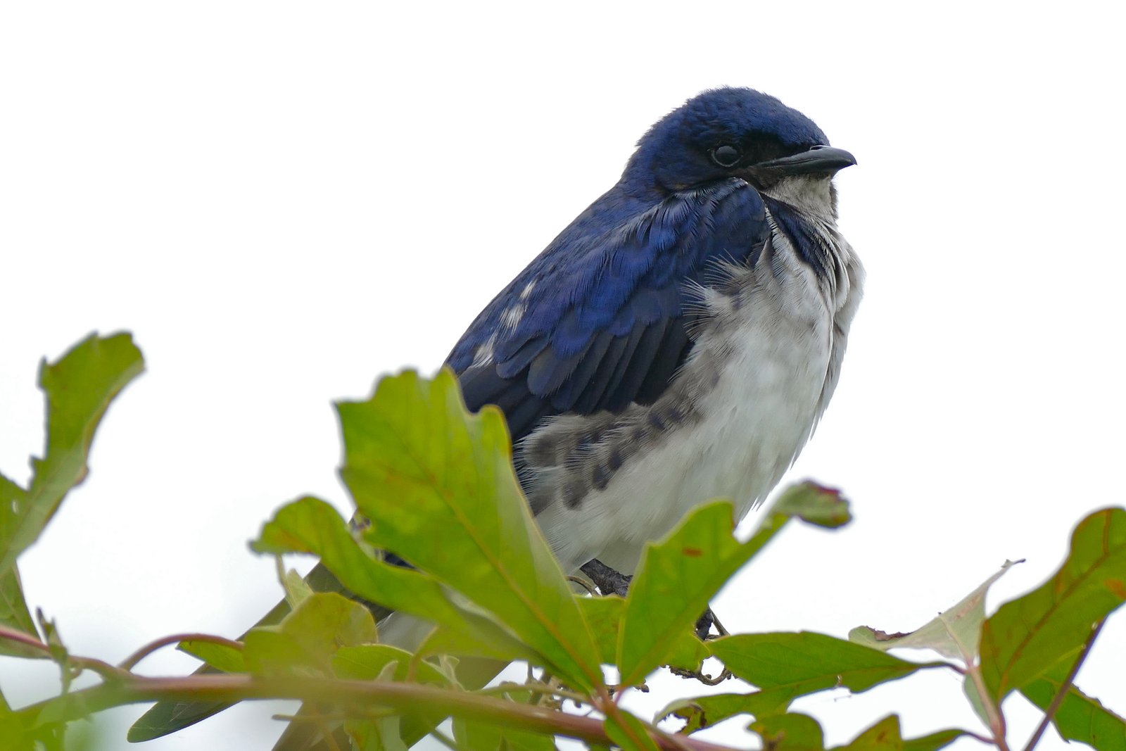 Grijsborstpurperzwaluw (Progne chalybea)