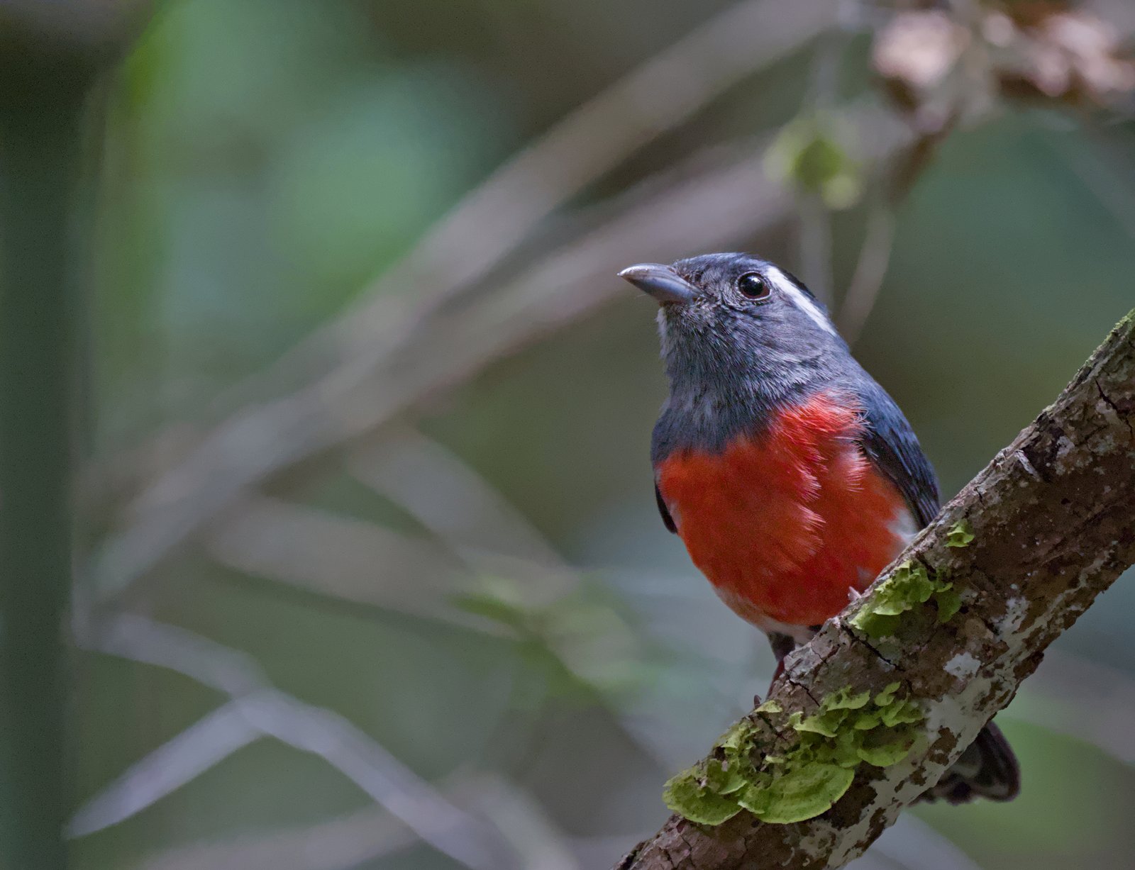 Grijskeelgranaatzanger (Granatellus sallaei)
