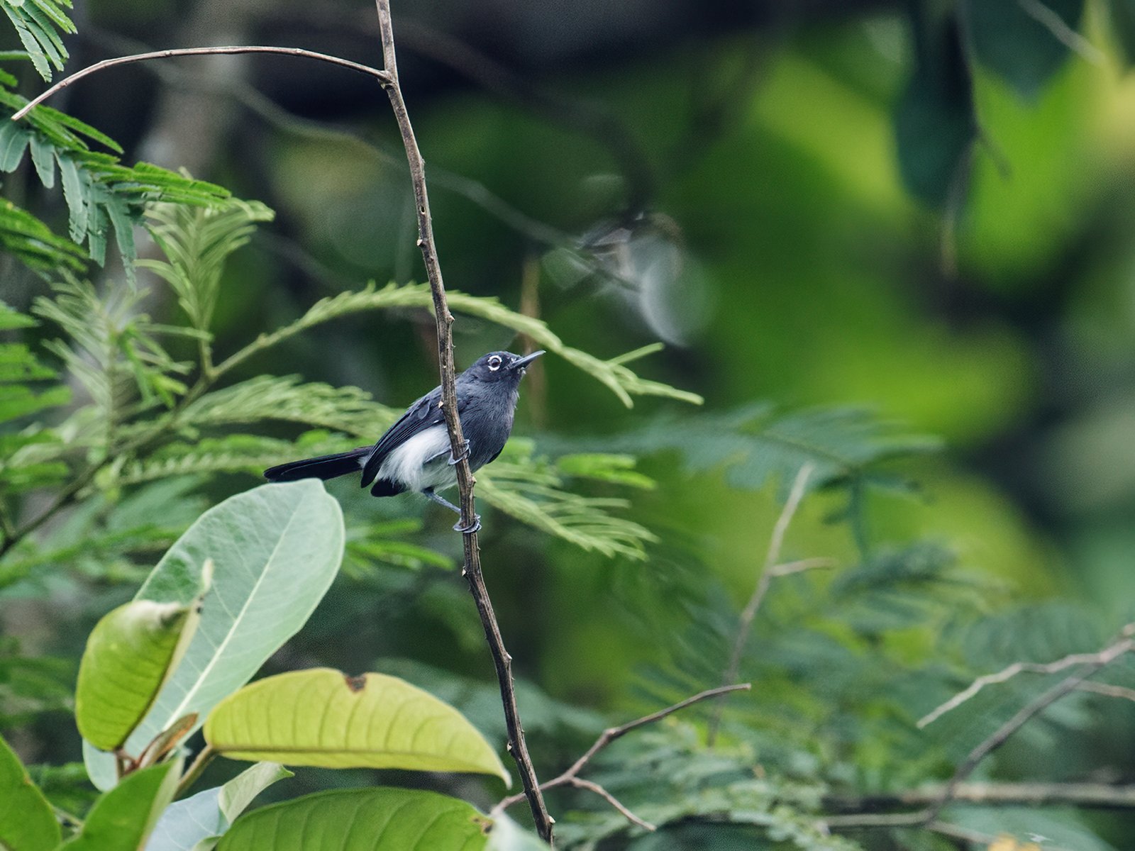 Grijskeelmuggenvanger (Polioptila schistaceigula)