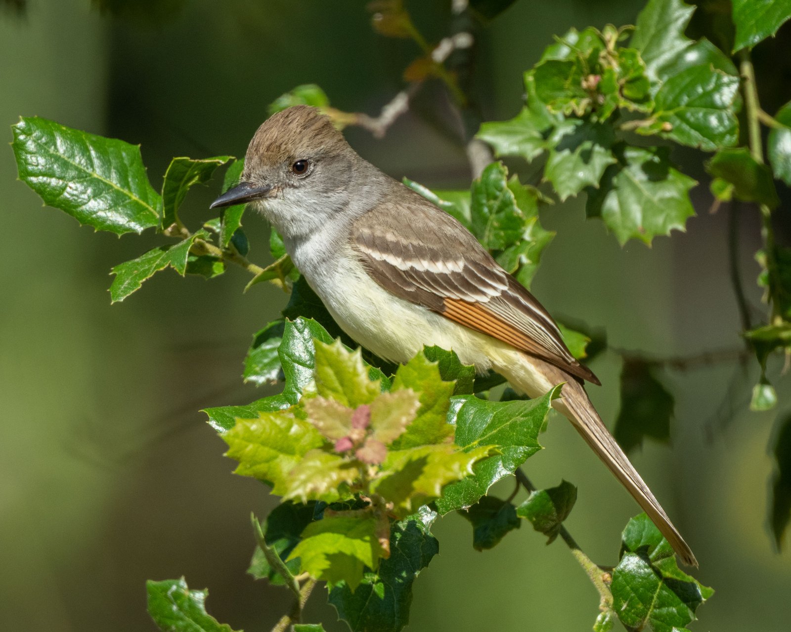 Grijskeeltiran (Myiarchus cinerascens)