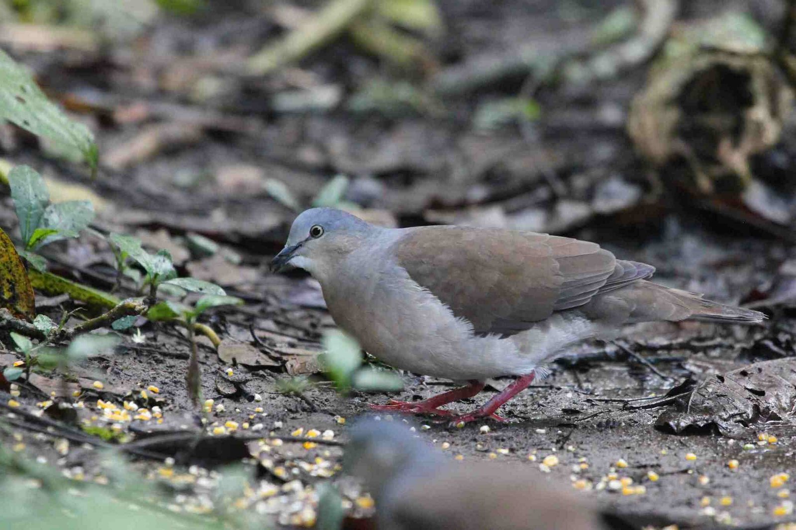 Grijskopduif (Leptotila plumbeiceps)
