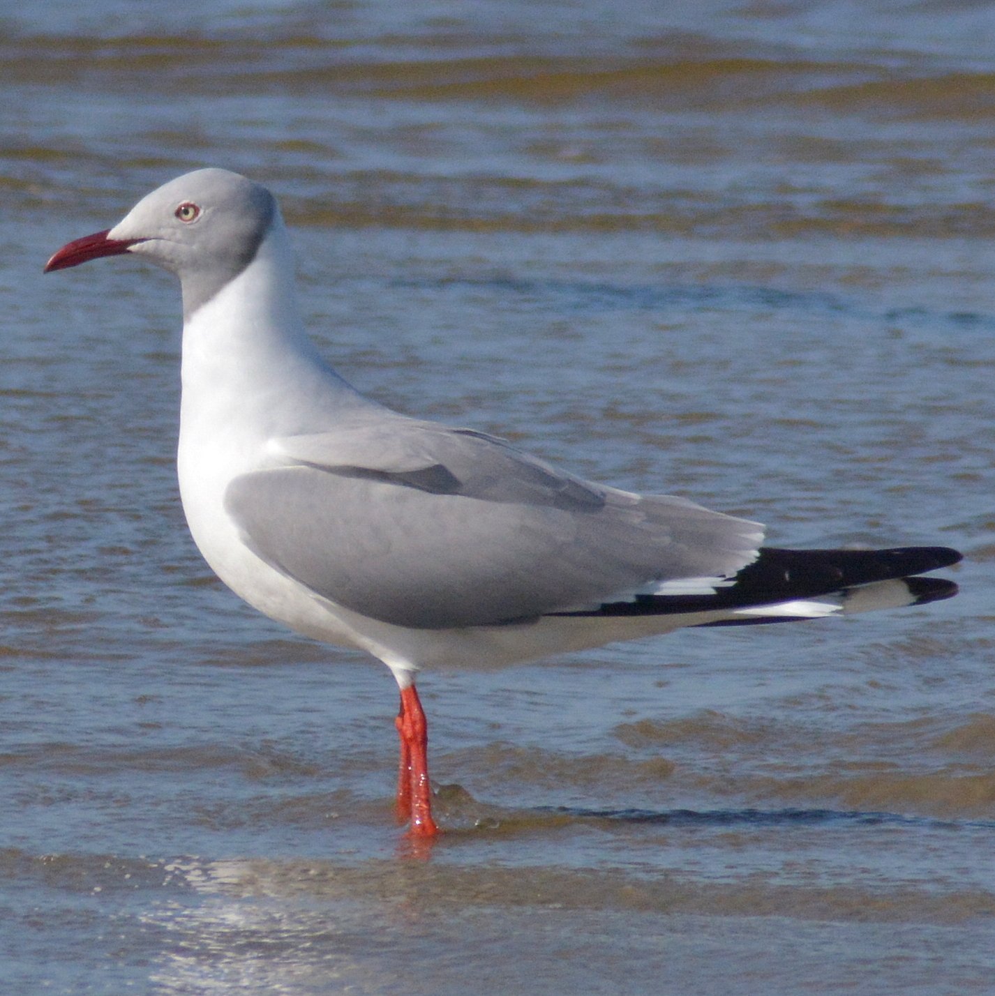 Grijskopmeeuw (Chroicocephalus cirrocephalus)