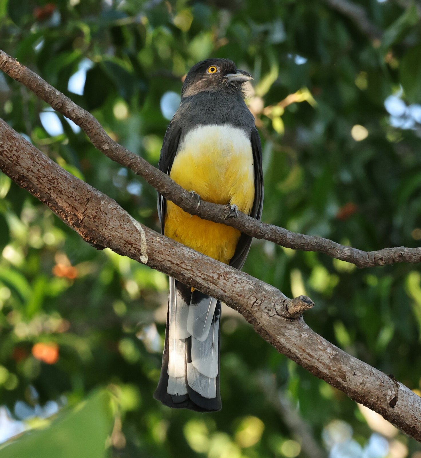 Grijskoptrogon (Trogon citreolus)