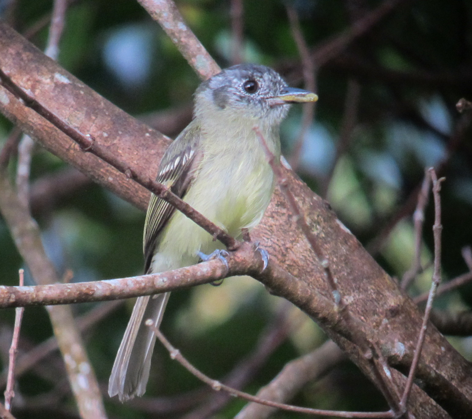 Grijskruinleptopogon (Leptopogon superciliaris)