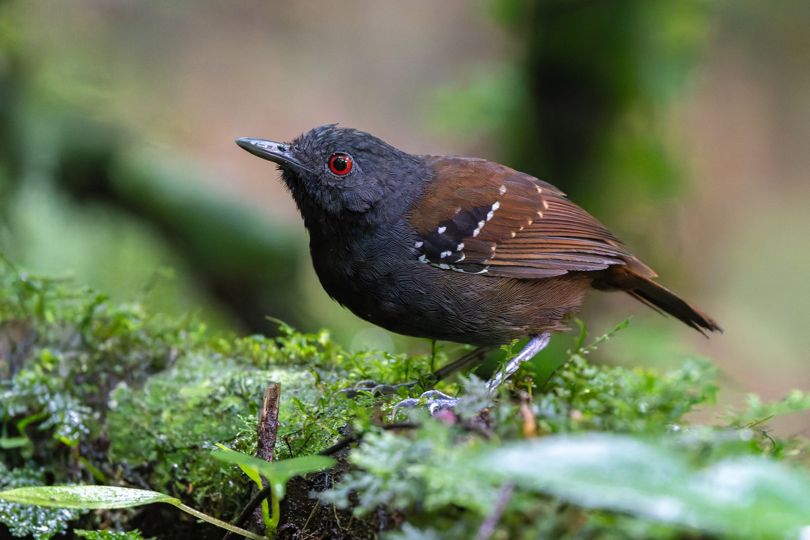 Grijskruinmiervogel (Sipia laemosticta)