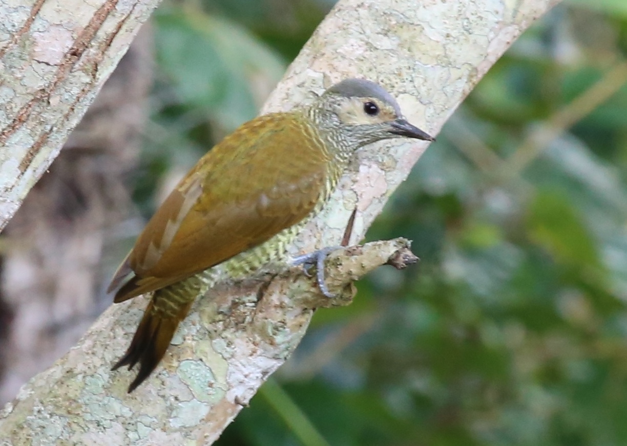Grijskruinspecht (Colaptes auricularis)