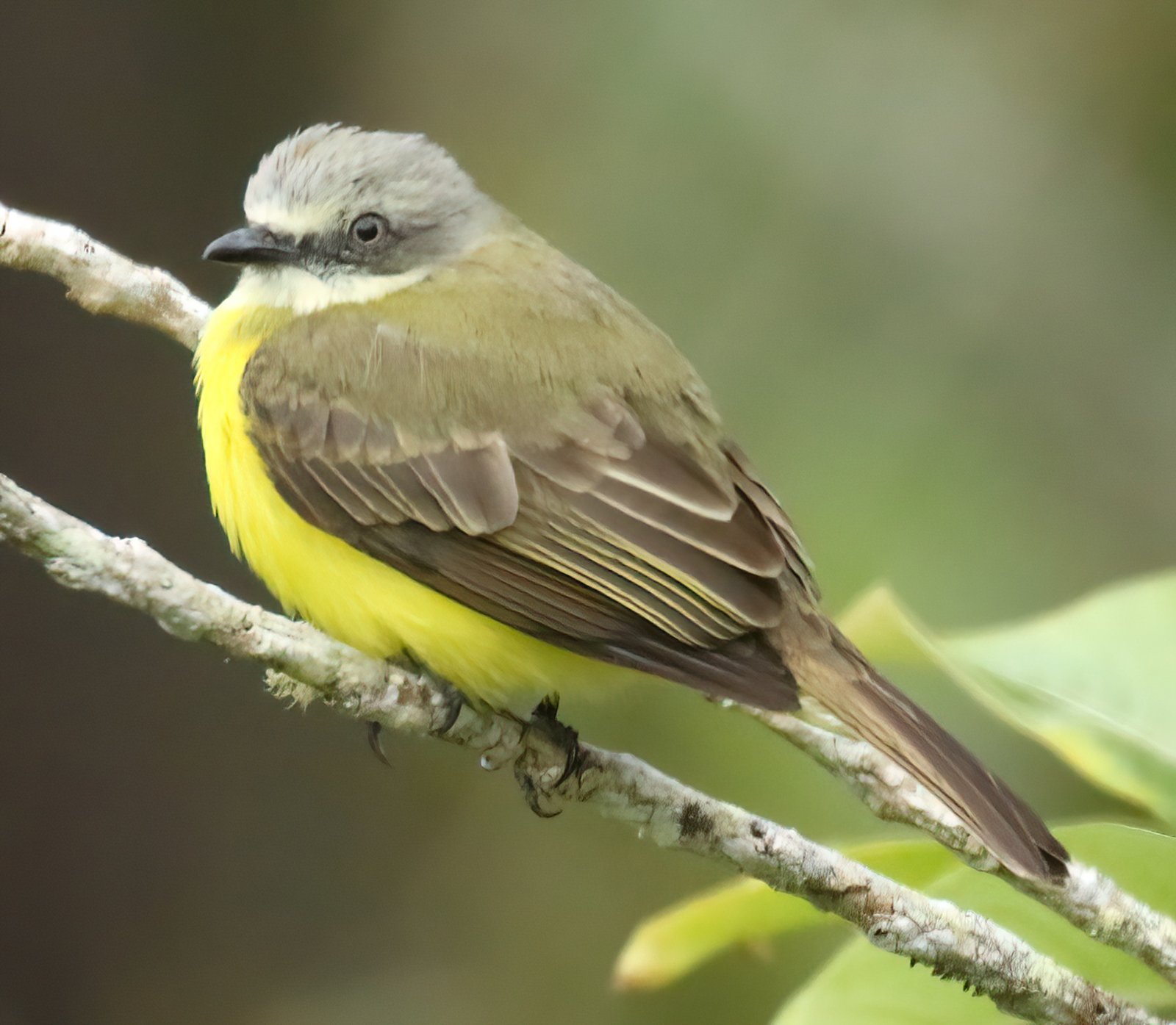 Grijskruintiran (Myiozetetes granadensis)