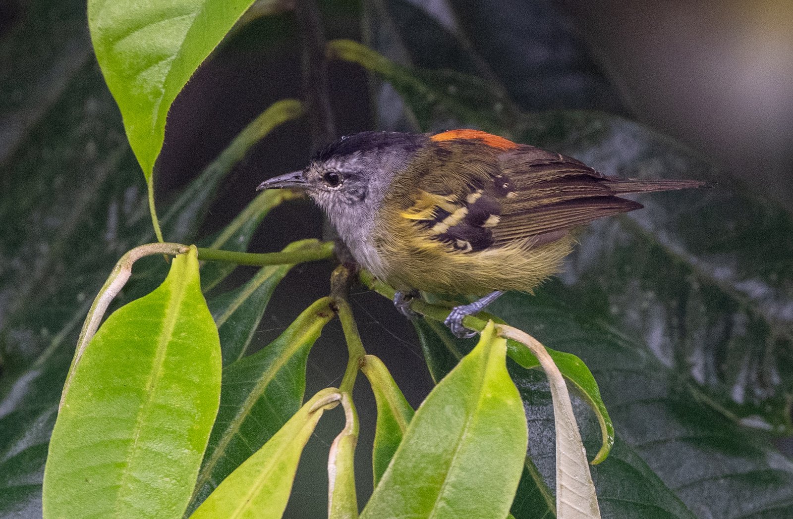 Grijswangmiersluiper (Euchrepomis callinota)