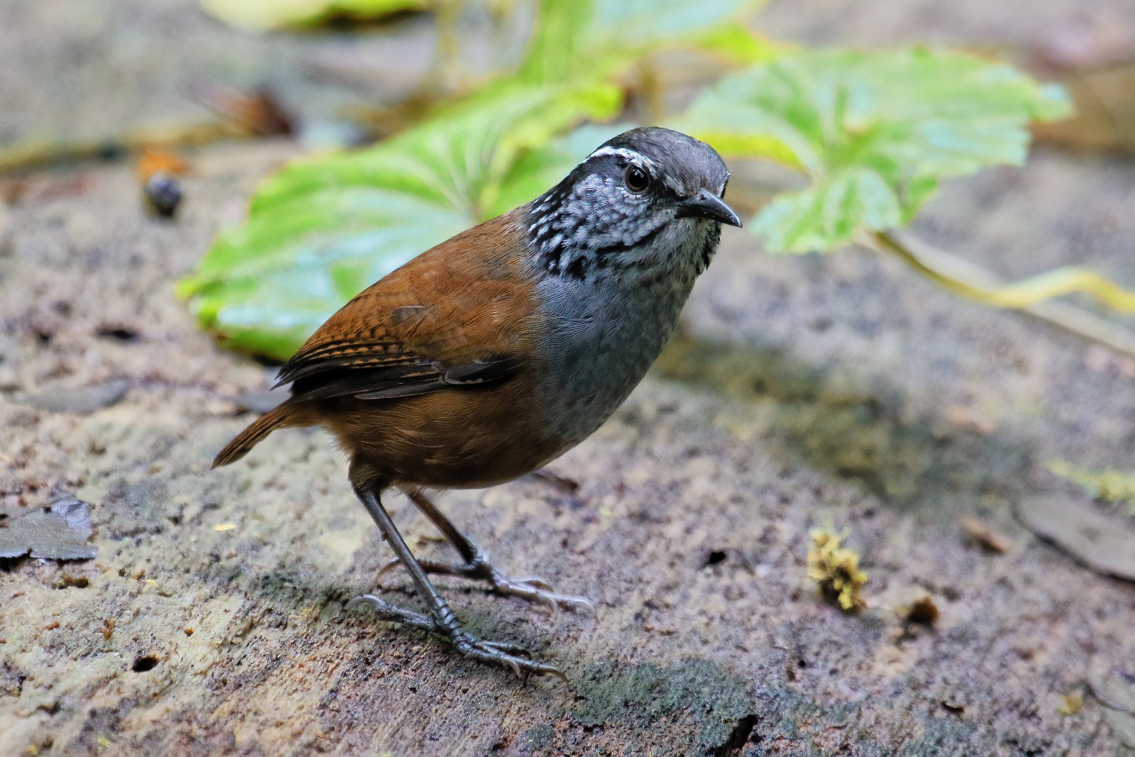 Grijze boswinterkoning (Henicorhina leucophrys)