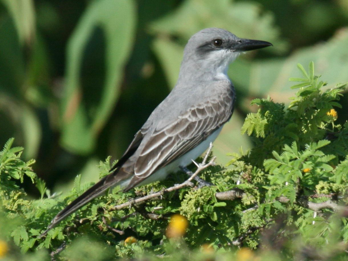 Grijze koningstiran (Tyrannus dominicensis)