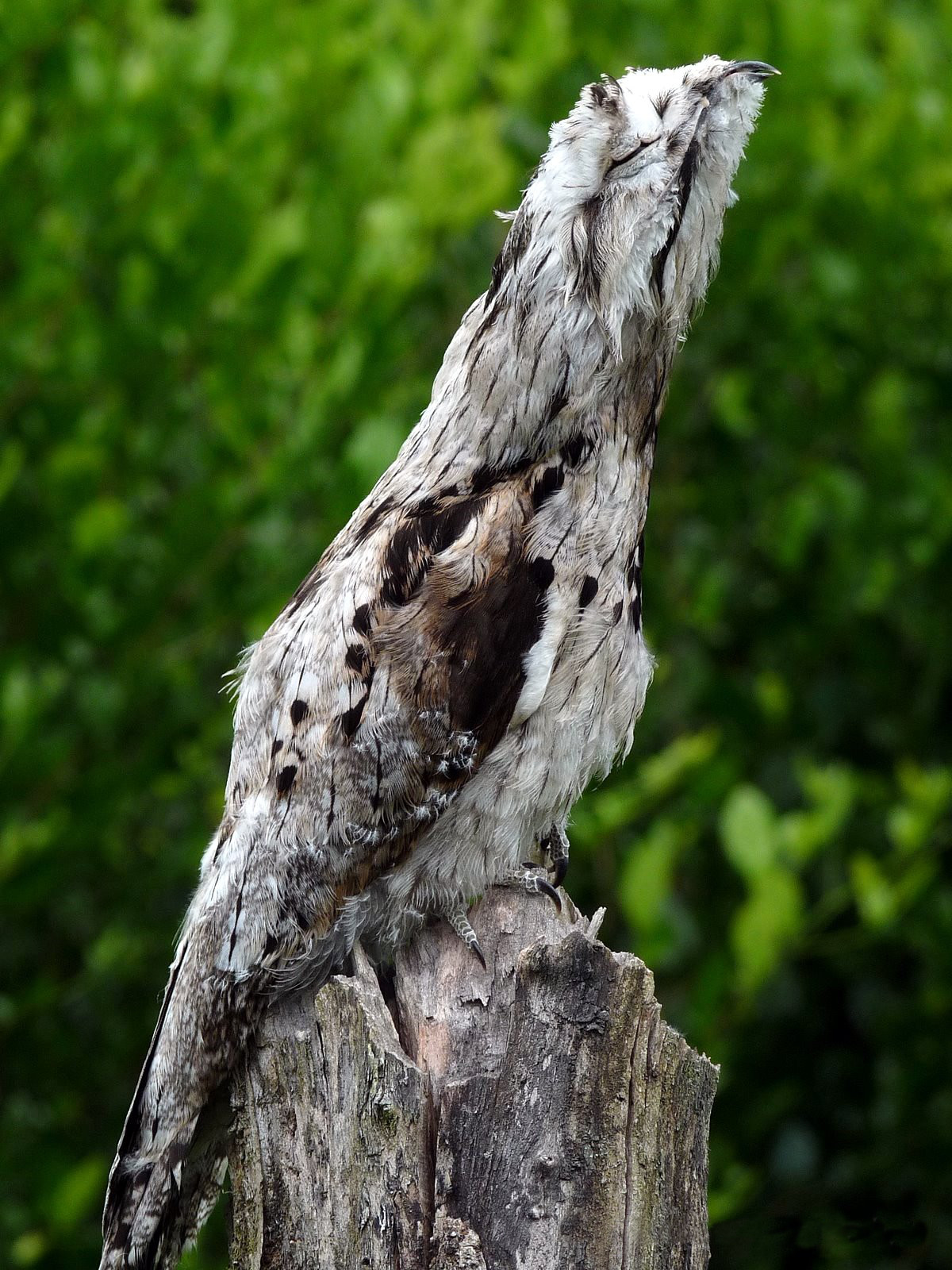 Grijze reuzennachtzwaluw (Nyctibius griseus)