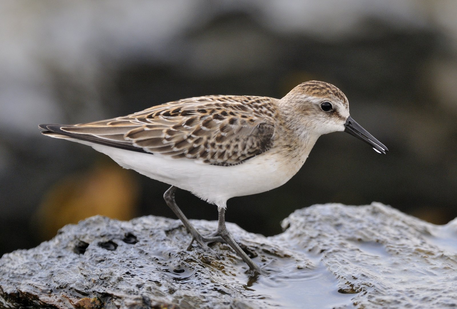 Grijze strandloper (Calidris pusilla)