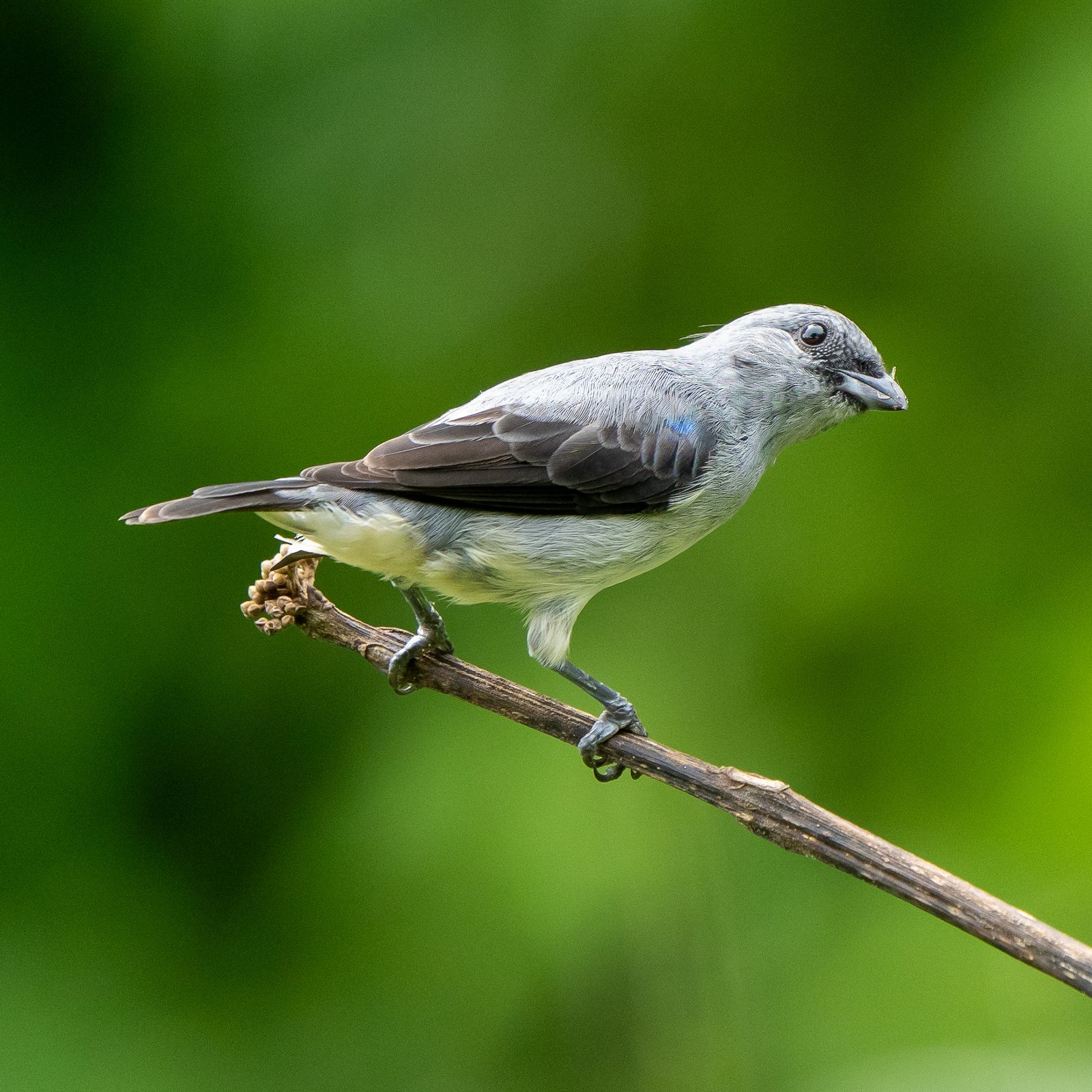 Grijze tangare (Tangara inornata)