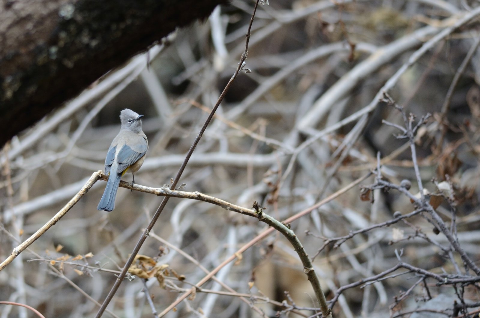 Grijze zijdevliegenvanger (Ptiliogonys cinereus)