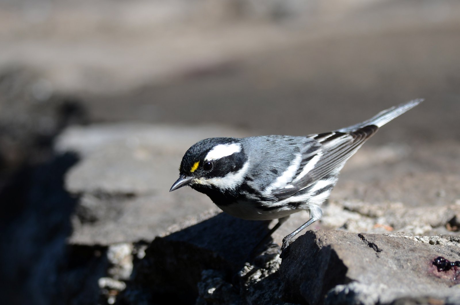 Grijze zwartkeelzanger (Setophaga nigrescens)