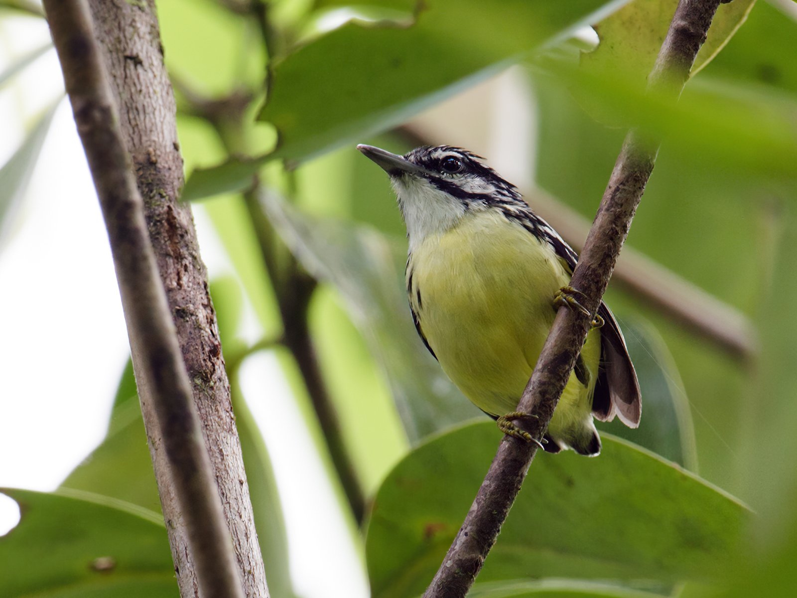 Griscoms miersluiper (Myrmotherula ignota)