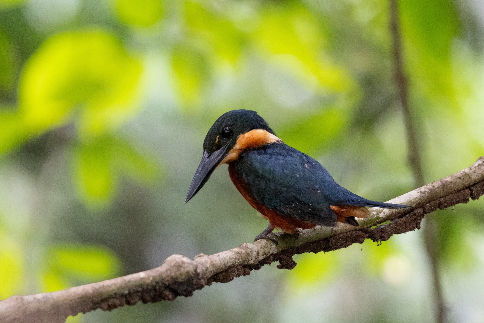 Groen-bruine ijsvogel (Chloroceryle inda)