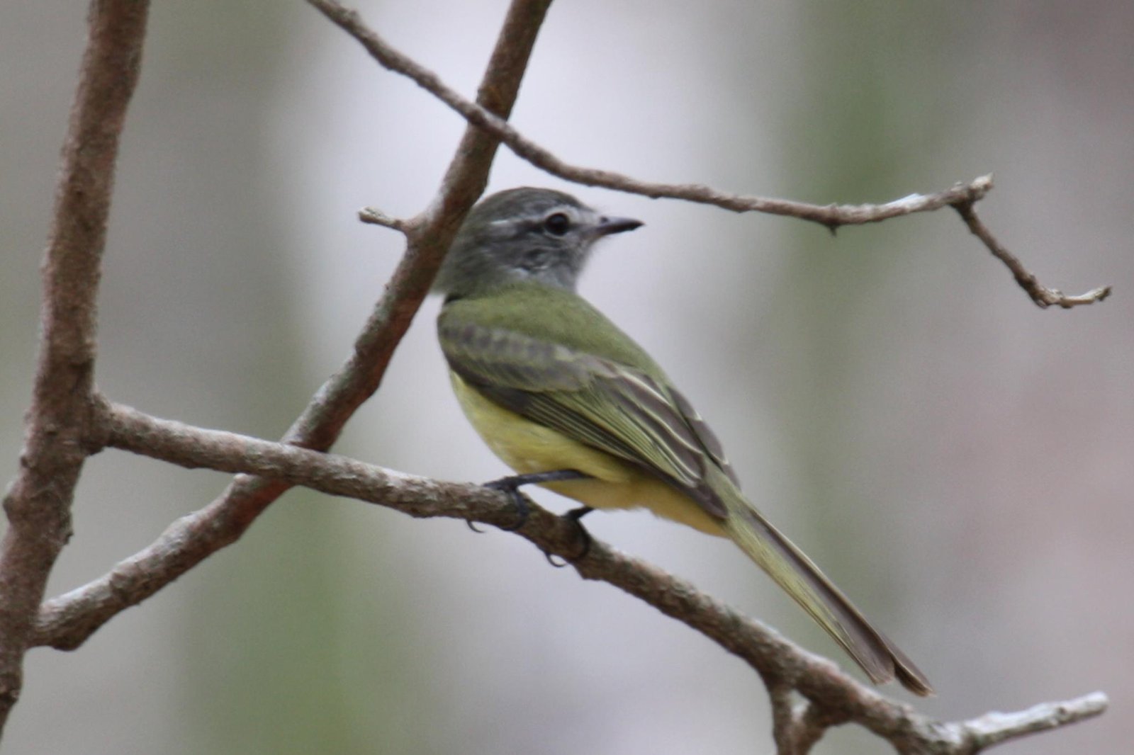 Groene elenia (Myiopagis viridicata)