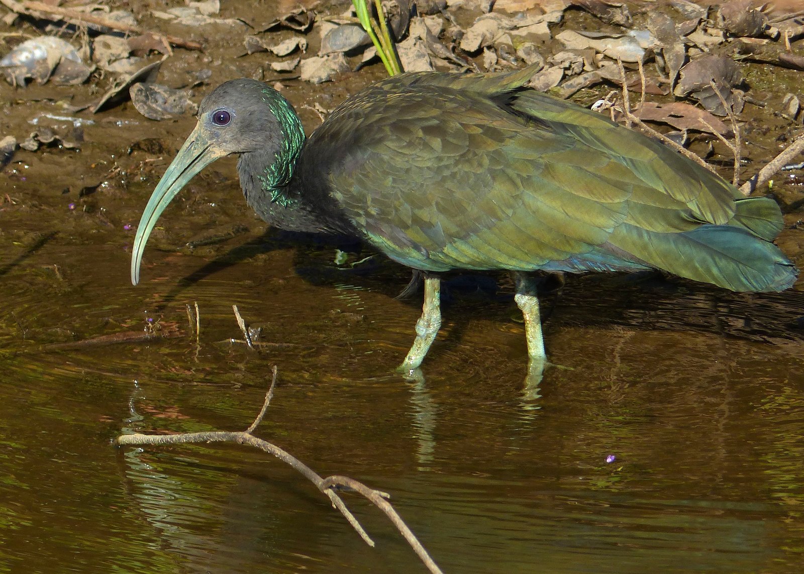 Groene ibis (Mesembrinibis cayennensis)