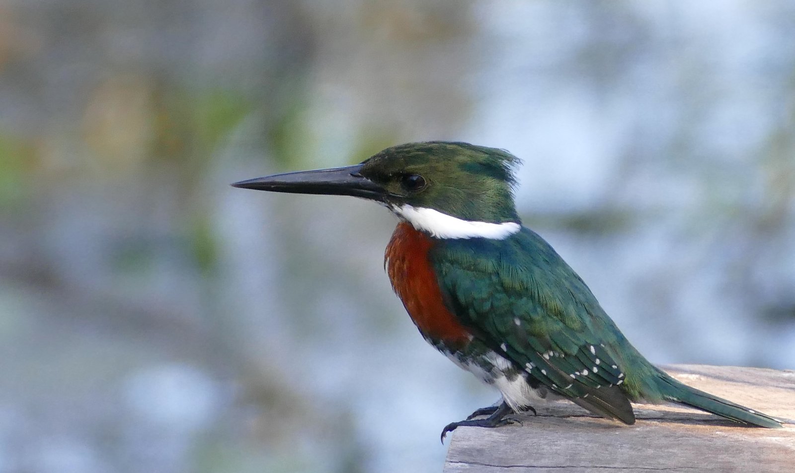 Groene ijsvogel (Chloroceryle americana)