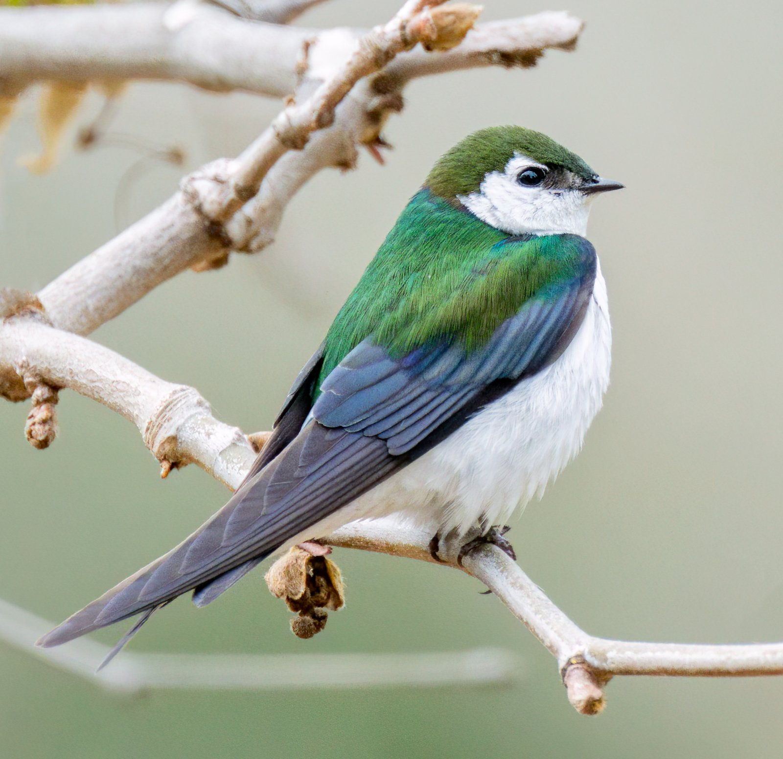 Groene zwaluw (Tachycineta thalassina)