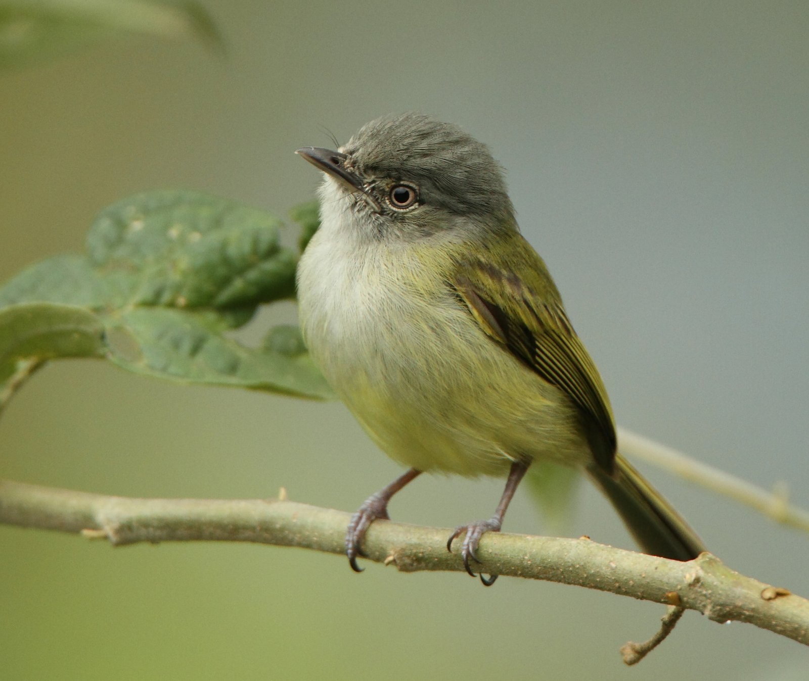 Groenkapbreedbektiran (Tolmomyias sulphurescens)