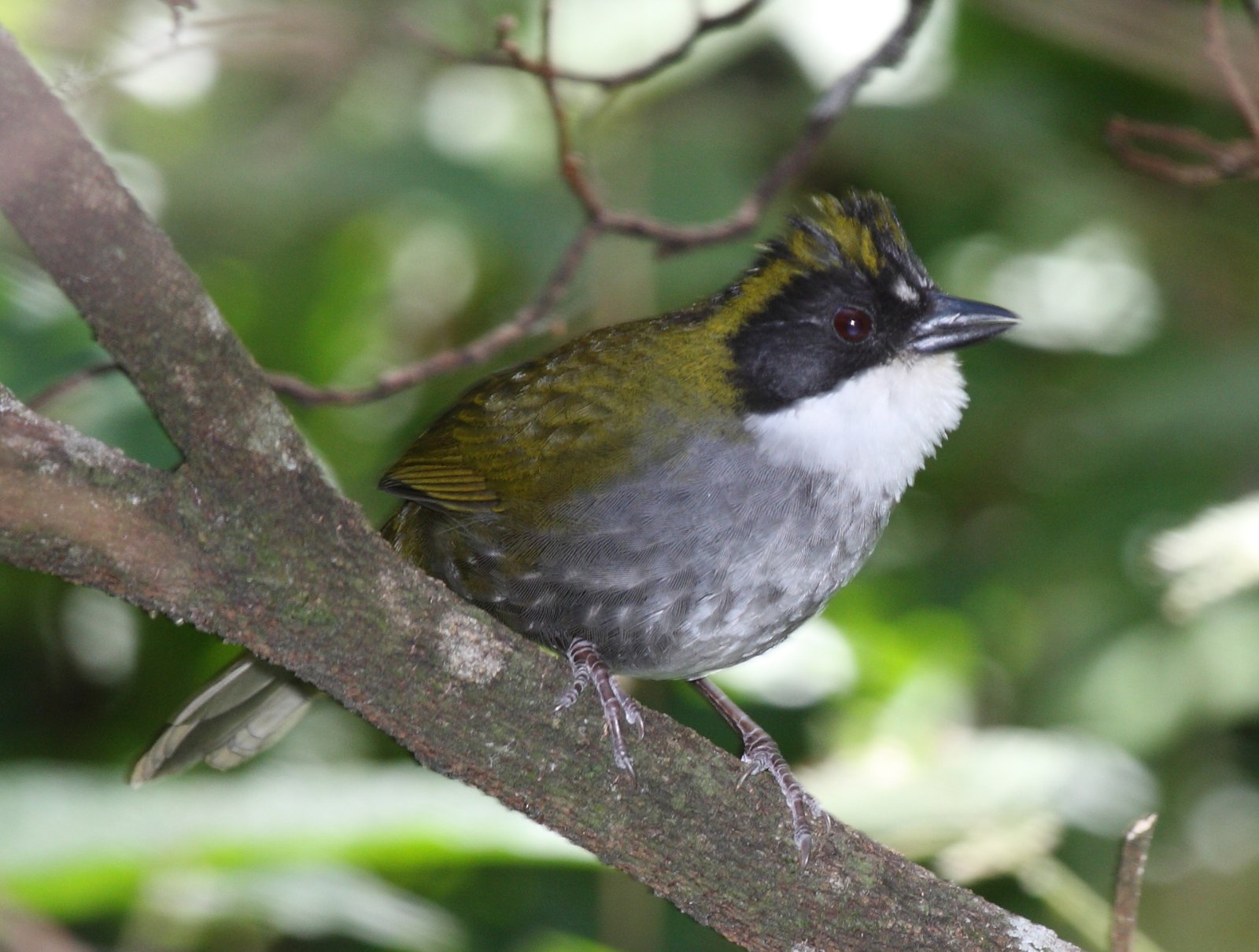Groenkapstruikgors (Arremon virenticeps)