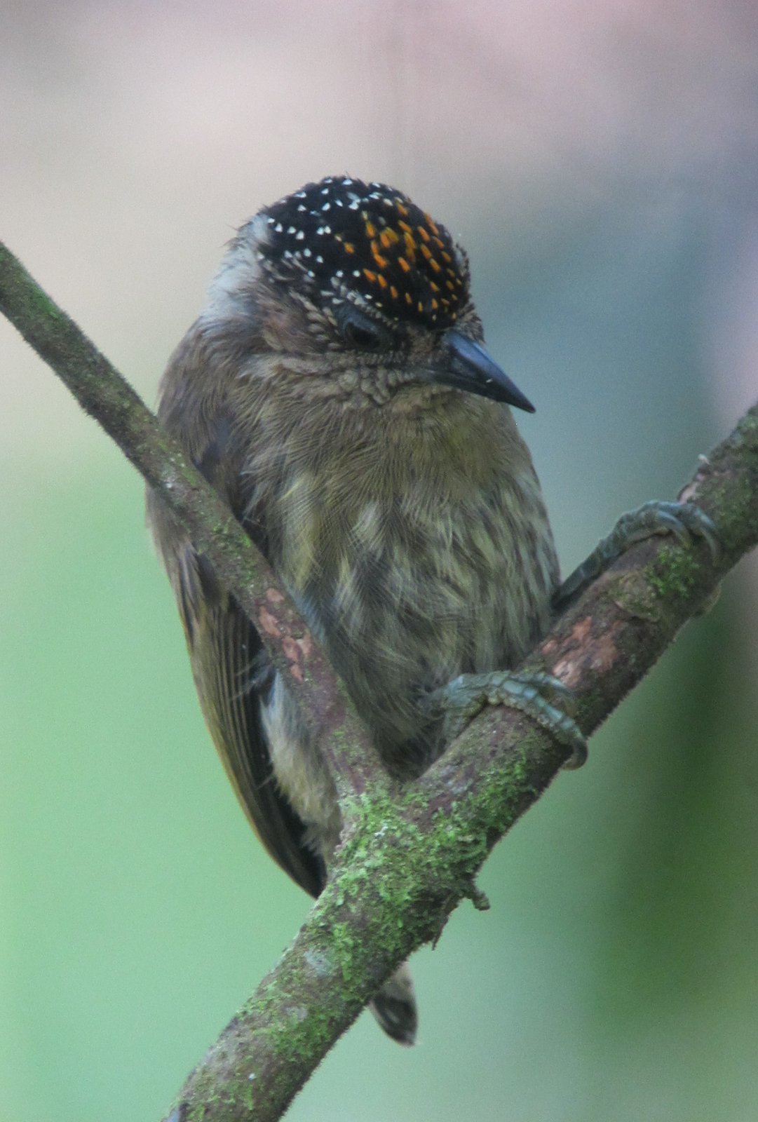 Groenrugdwergspecht (Picumnus olivaceus)