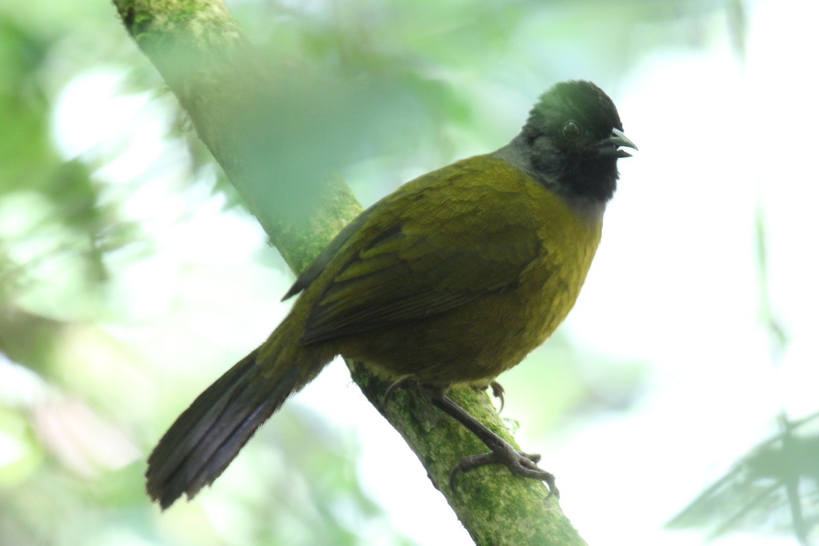 Grootpootstruikgors (Pezopetes capitalis)